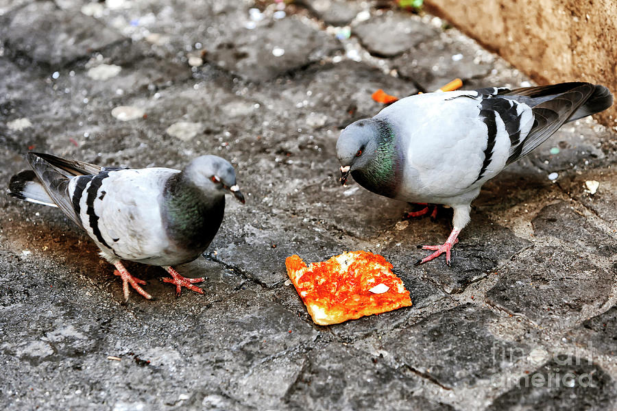 Mexican Standoff in Rome Photograph by John Rizzuto