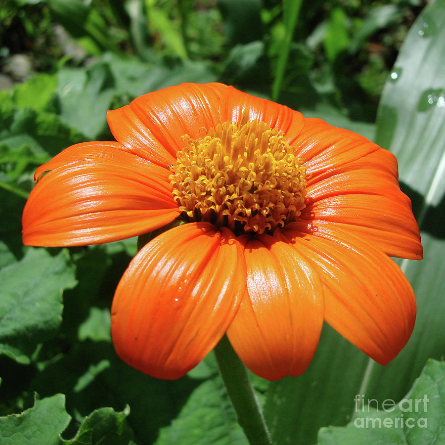 Mexican Sunflower 1 Photograph by Amy E Fraser