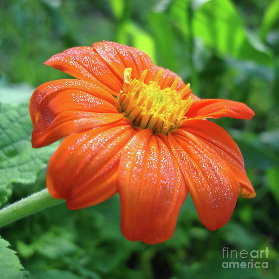 Mexican Sunflower 11 Photograph by Amy E Fraser