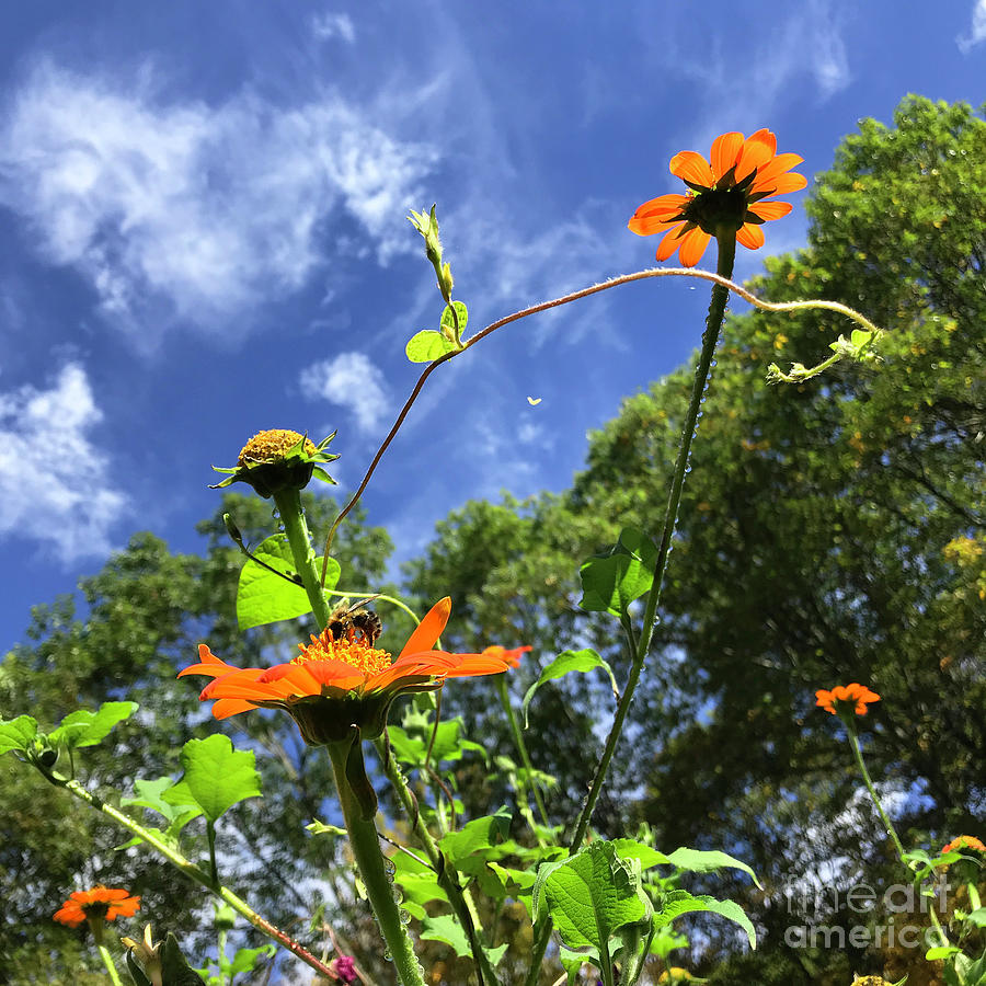 Mexican Sunflower 12 Photograph by Amy E Fraser