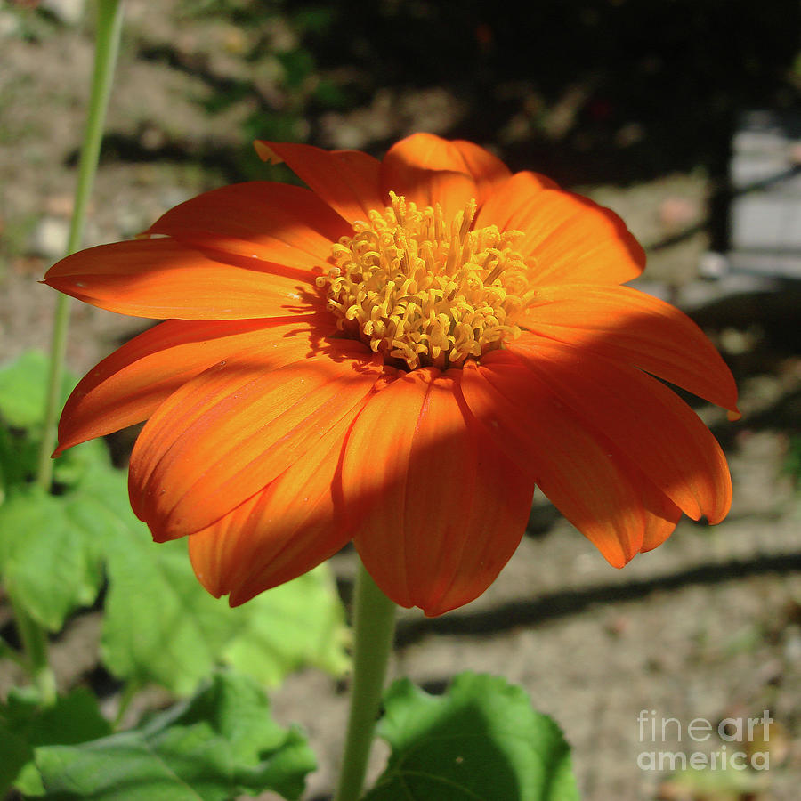 Mexican Sunflower 13 Photograph by Amy E Fraser