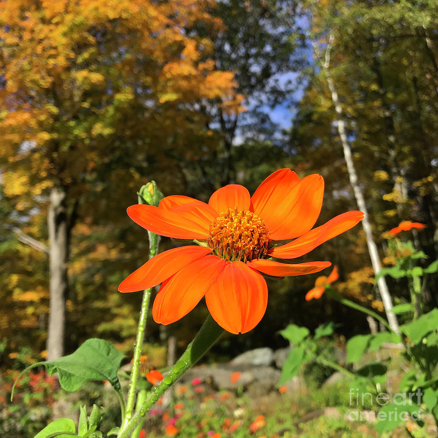 Mexican Sunflower 14 Photograph by Amy E Fraser