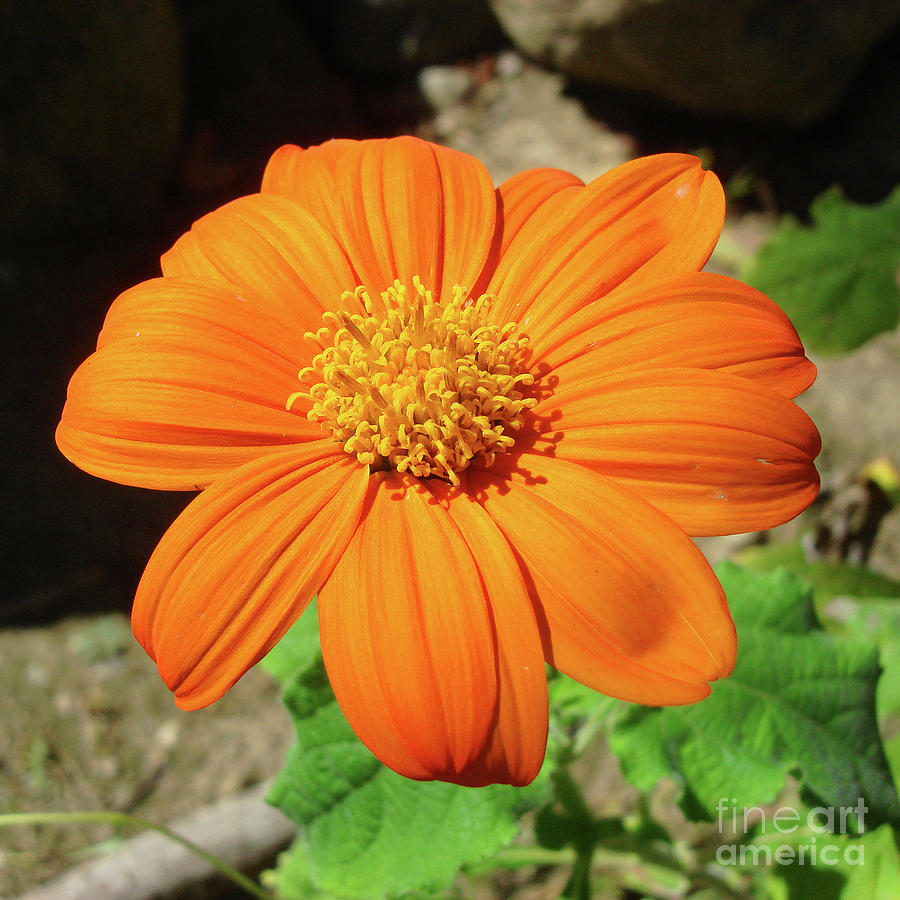 Mexican Sunflower 15 Photograph by Amy E Fraser