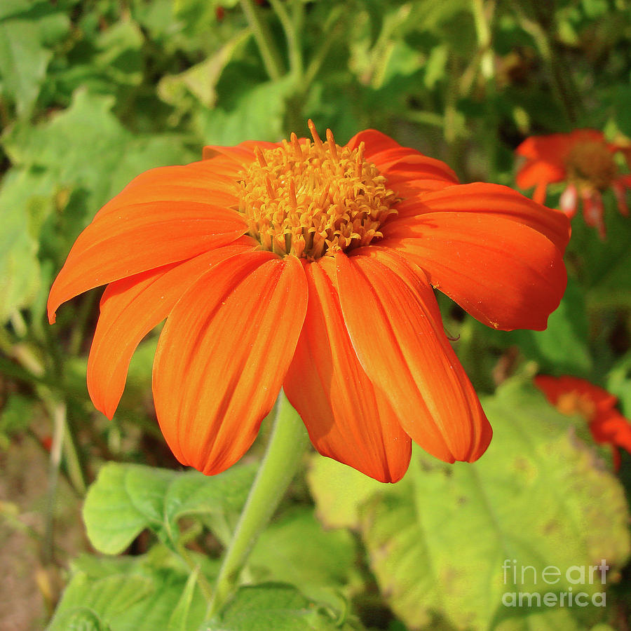 Mexican Sunflower 16 Photograph by Amy E Fraser