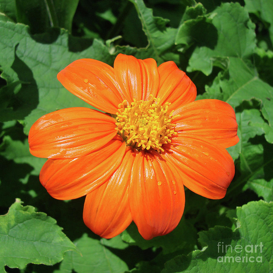 Mexican Sunflower 17 Photograph by Amy E Fraser