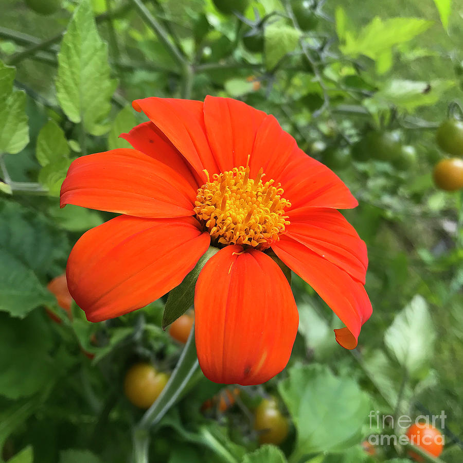 Mexican Sunflower 18 Photograph by Amy E Fraser