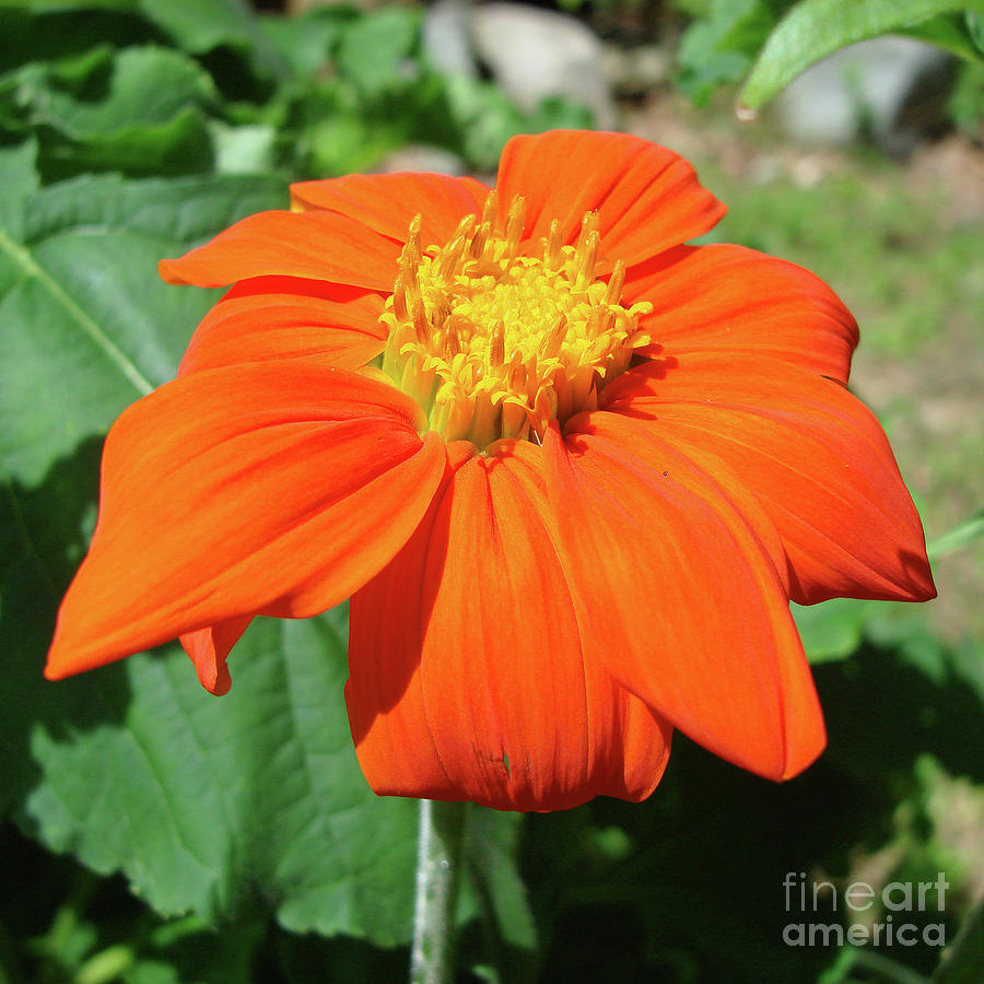 Mexican Sunflower 19 Photograph by Amy E Fraser