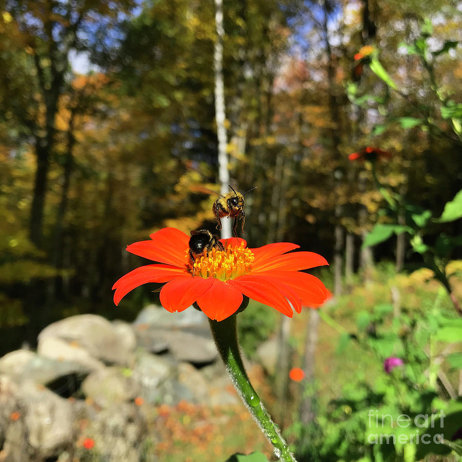 Mexican Sunflower 2 Photograph by Amy E Fraser