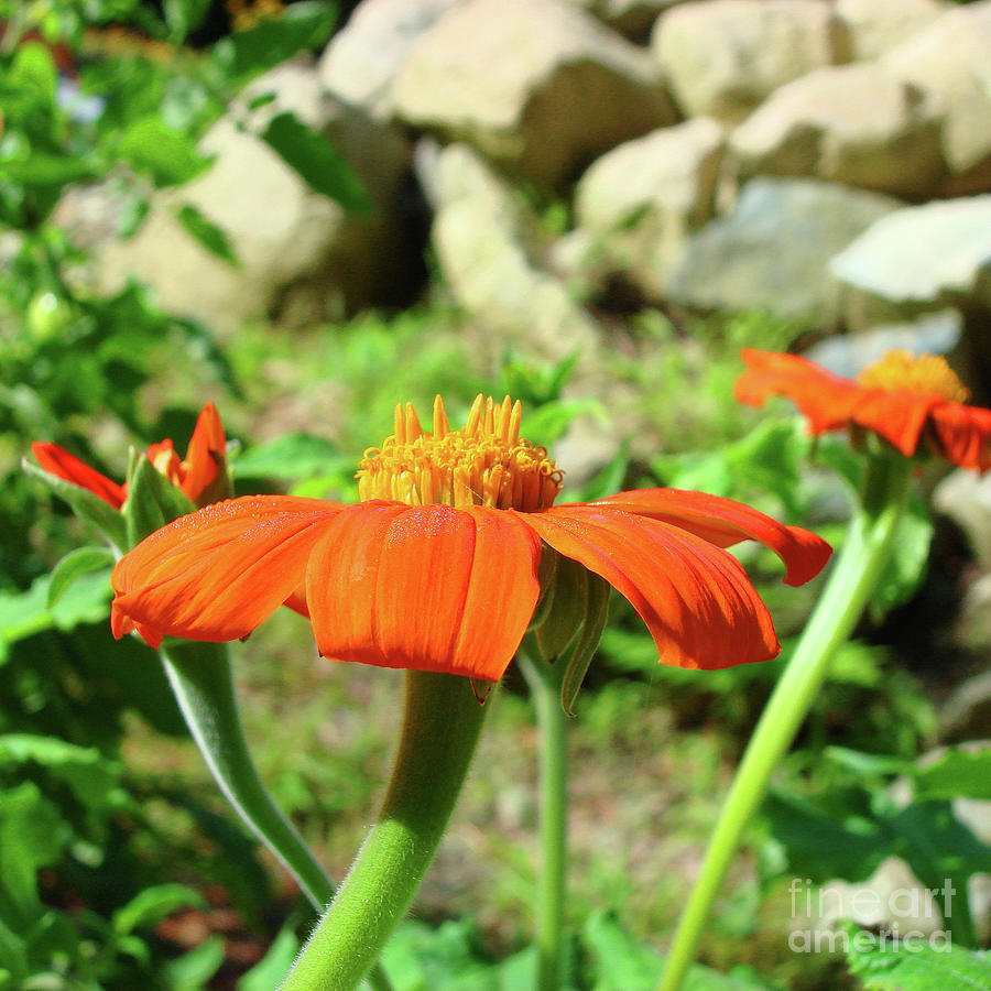 Mexican Sunflower 20 Photograph by Amy E Fraser