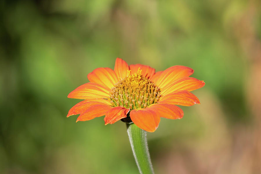 Mexican Sunflower 2018-1 Photograph by Thomas Young