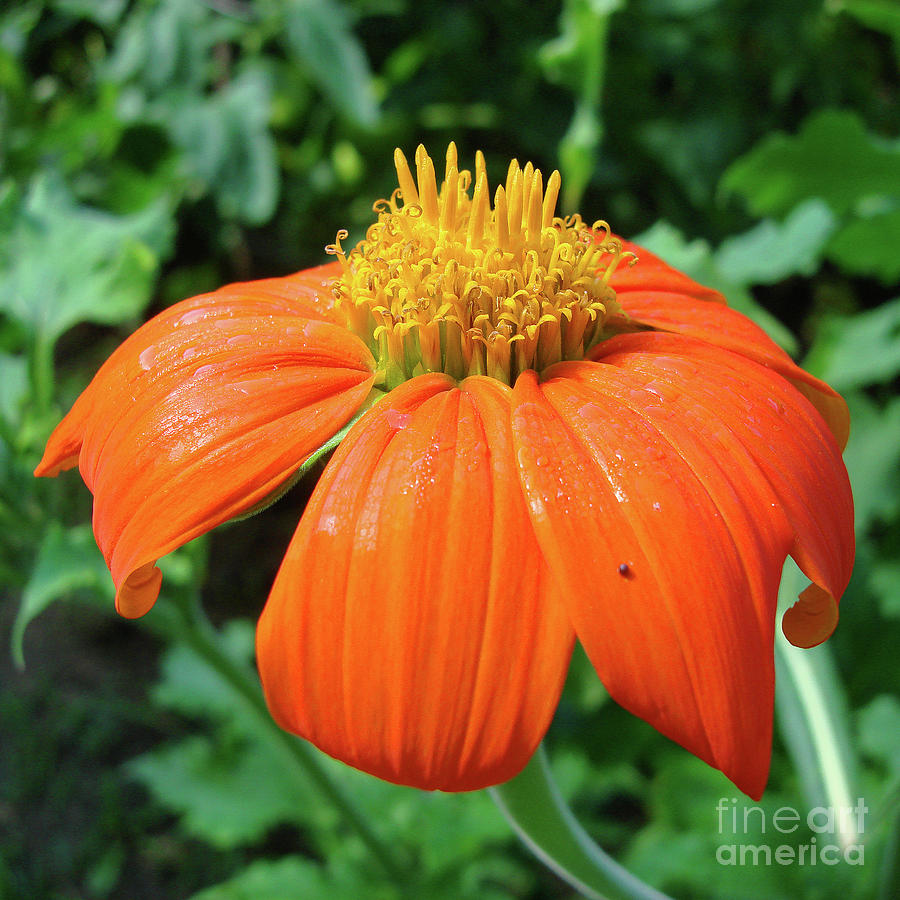 Mexican Sunflower 21 Photograph by Amy E Fraser