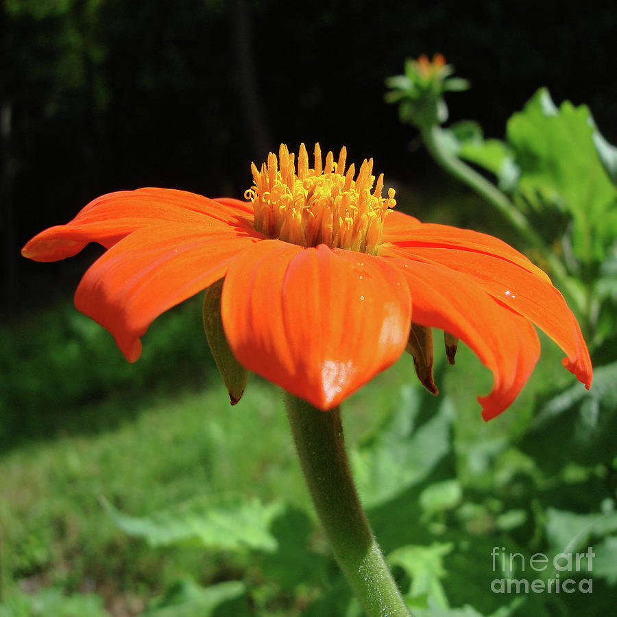 Mexican Sunflower 22 Photograph by Amy E Fraser