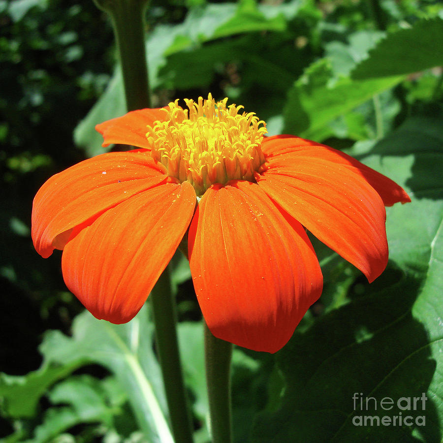 Mexican Sunflower 23 Photograph by Amy E Fraser