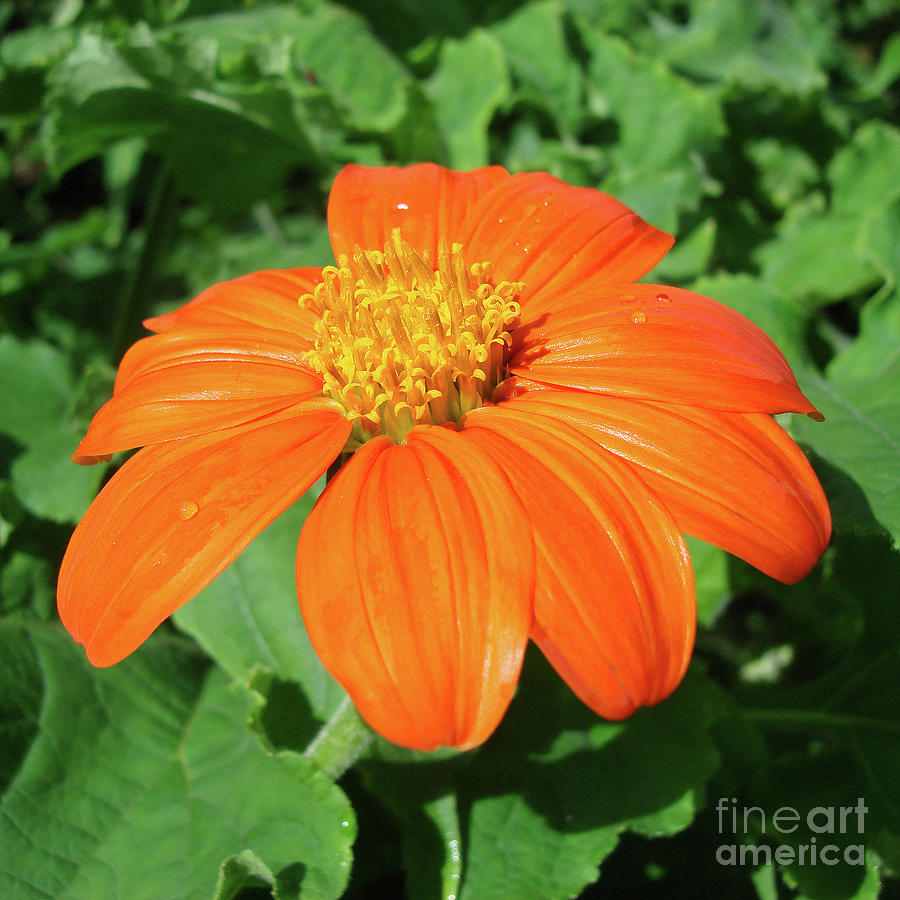 Mexican Sunflower 25 Photograph by Amy E Fraser