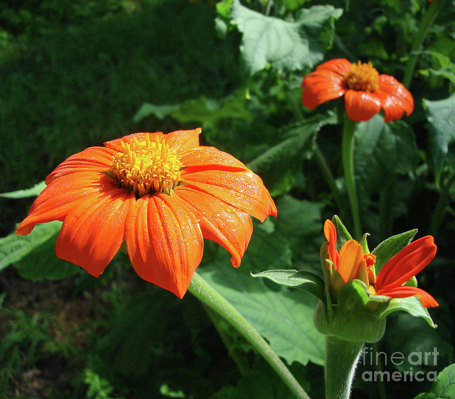 Mexican Sunflower 26 Photograph by Amy E Fraser