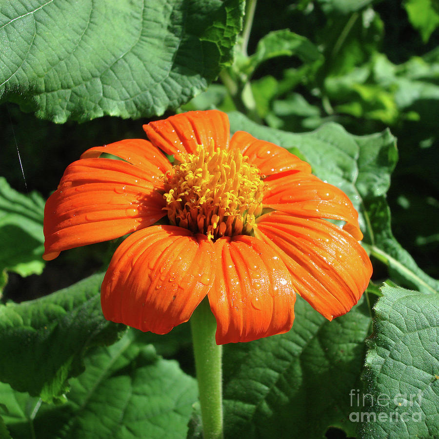 Mexican Sunflower 27 Photograph by Amy E Fraser