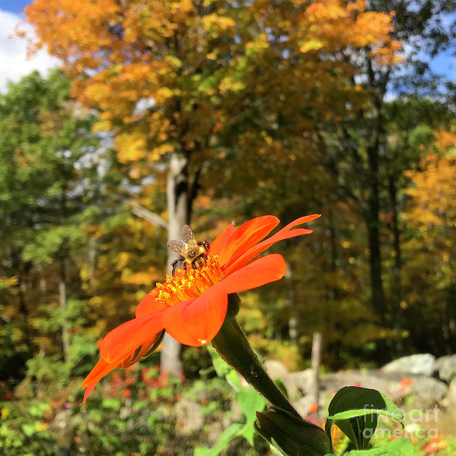 Mexican Sunflower 28 Photograph by Amy E Fraser