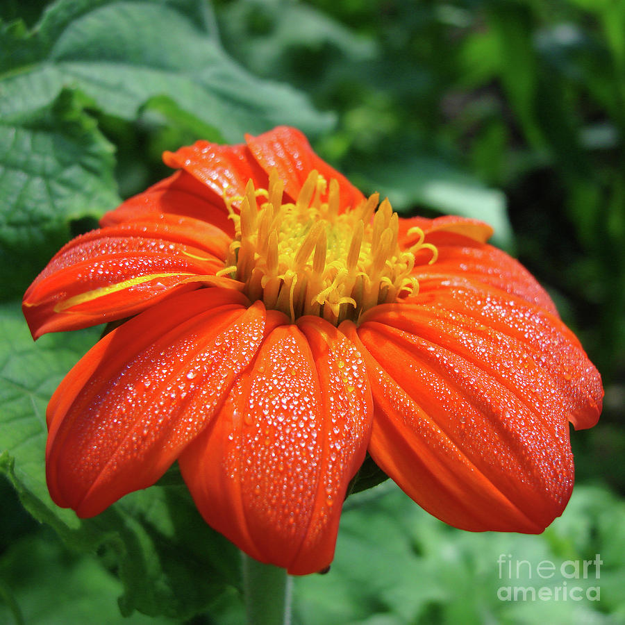 Mexican Sunflower 3 Photograph by Amy E Fraser