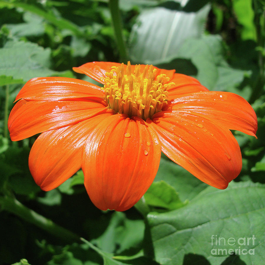 Mexican Sunflower 5 Photograph by Amy E Fraser