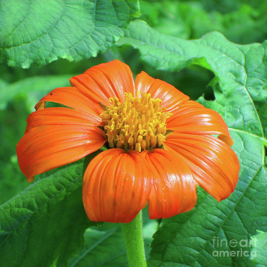 Mexican Sunflower 7 Photograph by Amy E Fraser