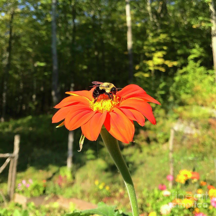 Mexican Sunflower 8 Photograph by Amy E Fraser