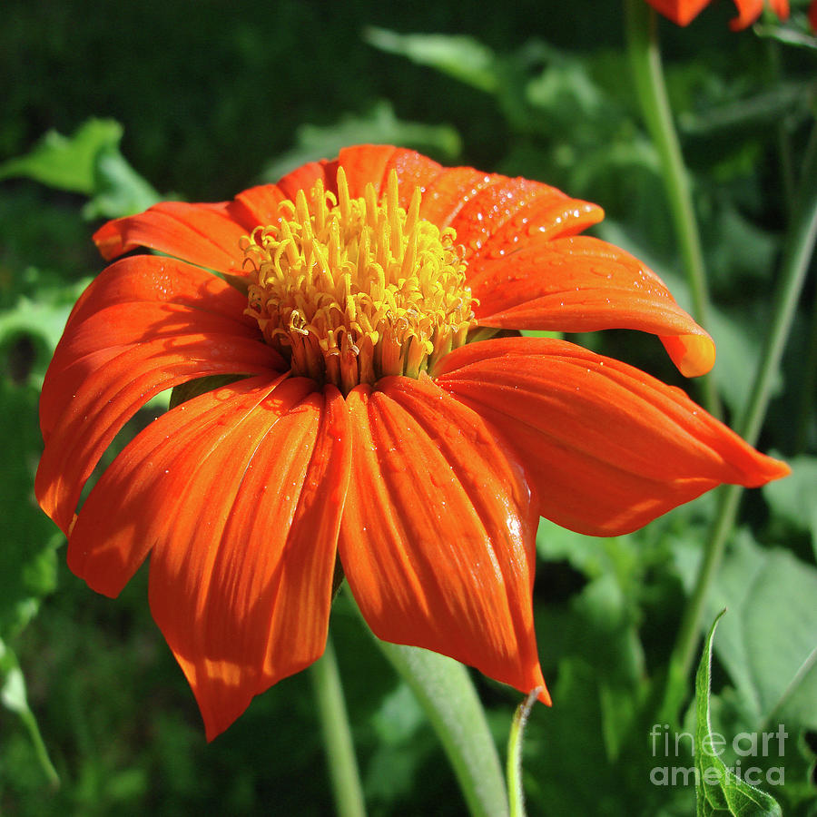 Mexican Sunflower 9 Photograph by Amy E Fraser