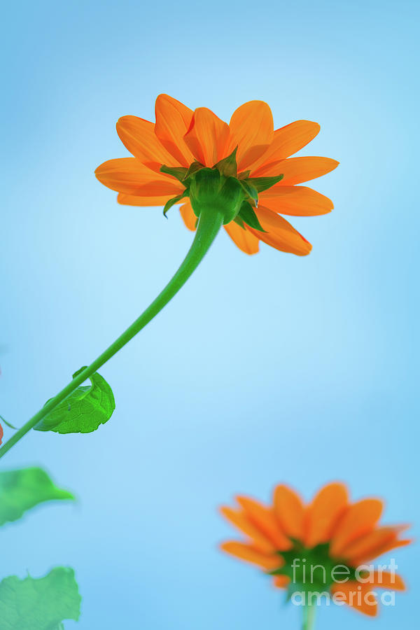 Mexican Sunflower Photograph