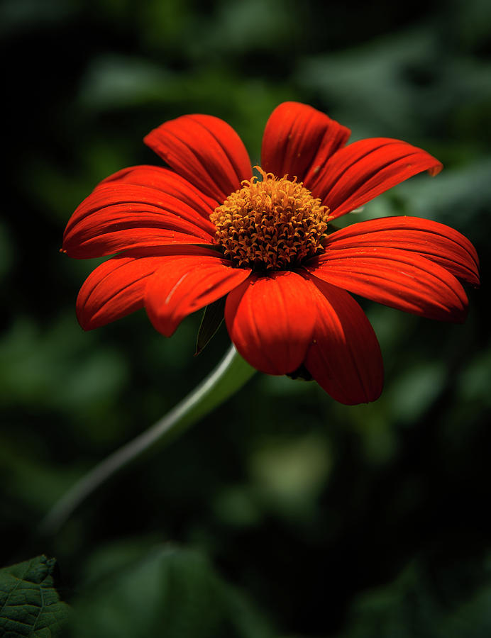 Mexican Sunflower Photograph by Greg and Chrystal Mimbs
