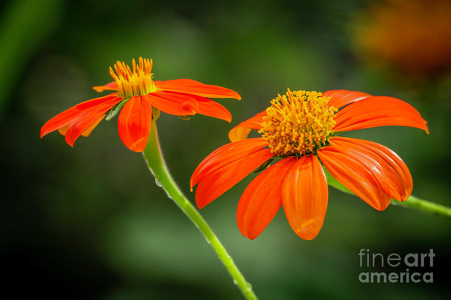 Mexican Sunflower Duo Photograph by Sabrina L Ryan
