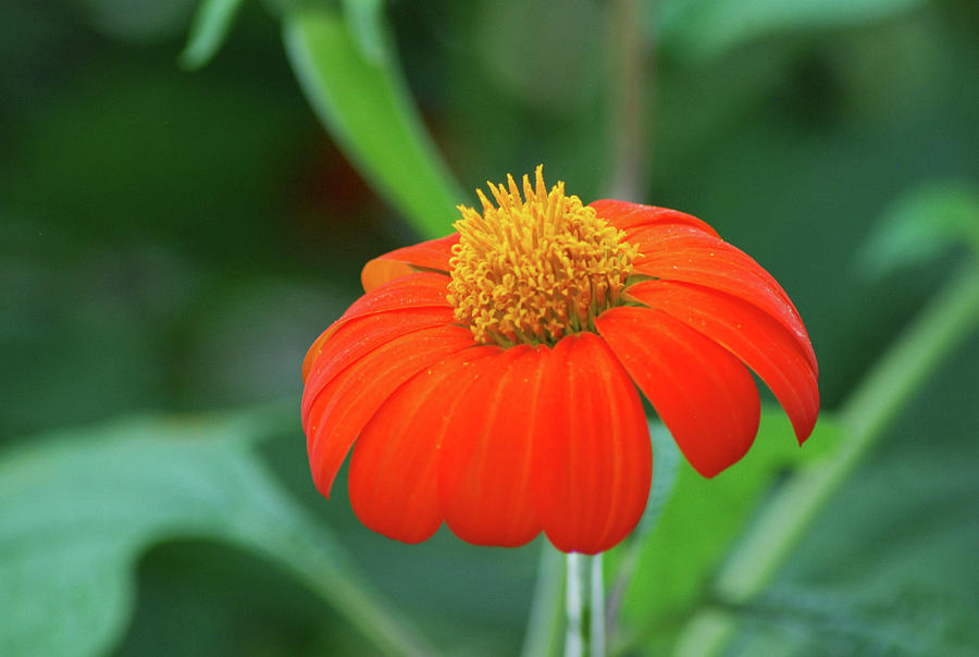 Mexican Sunflower Photograph by Ee Photography