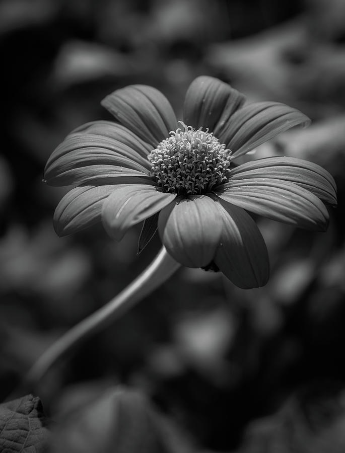 Mexican Sunflower In Black and White Photograph by Greg and Chrystal Mimbs