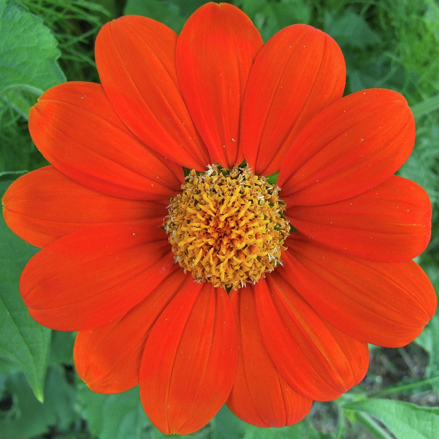 Mexican Sunflower Square Photograph by Chris Washburn - Pixels