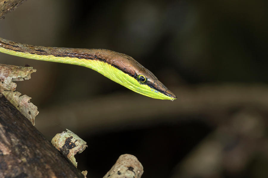 Mexican Vine Snake Close-up Photograph by Ivan Kuzmin - Fine Art America