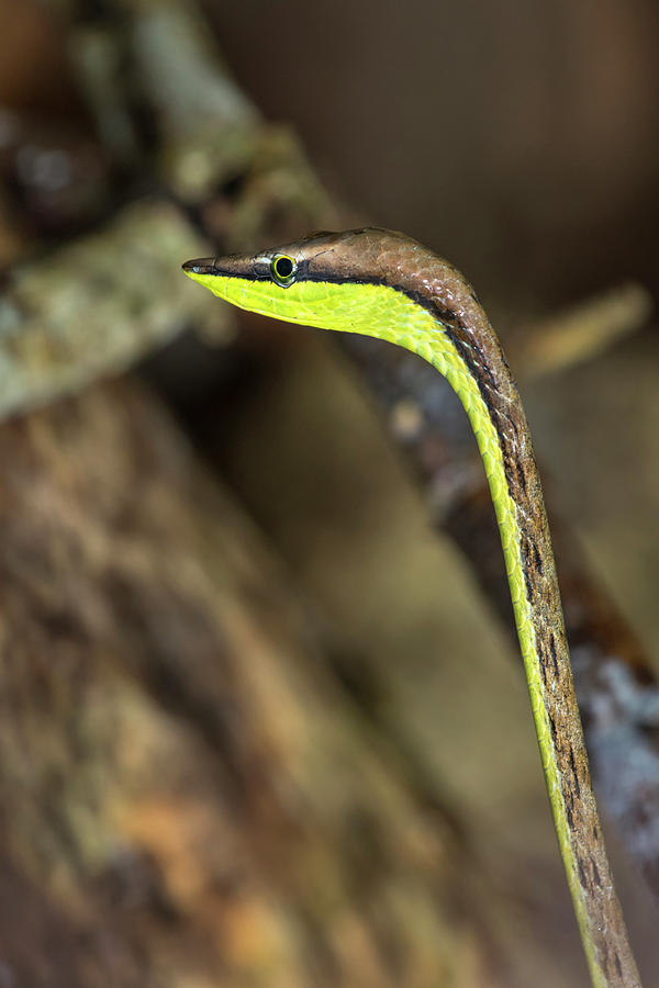 Mexican Vine Snake Photograph by Ivan Kuzmin - Fine Art America