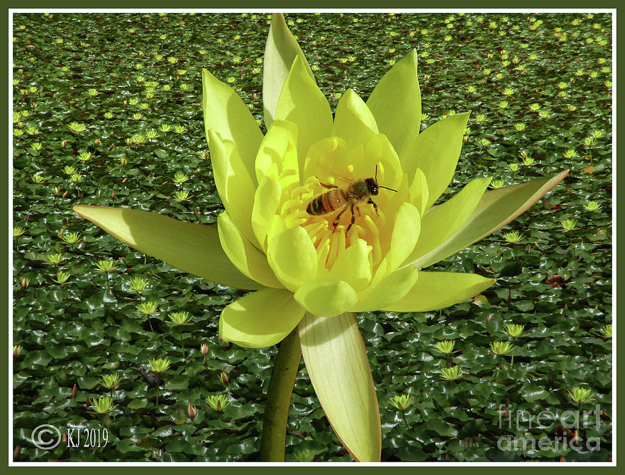 Mexican Waterlily - Nymphaea mexicana Photograph by Klaus Jaritz