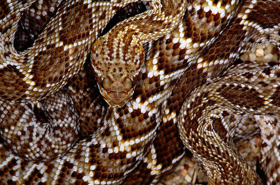 Mexican West Coast Rattlesnakecrotalus Photograph by Art Wolfe