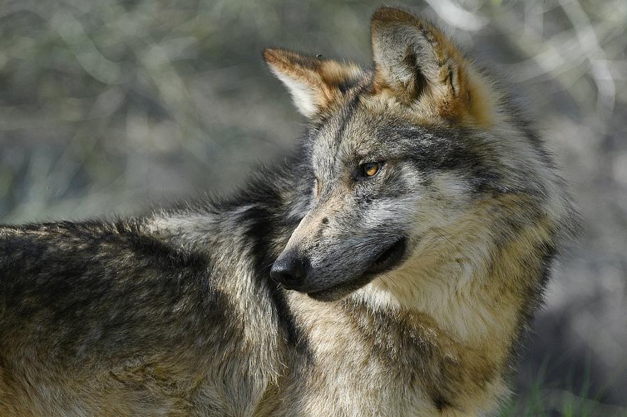 Mexican Wolf 2 Photograph by Fraida Gutovich