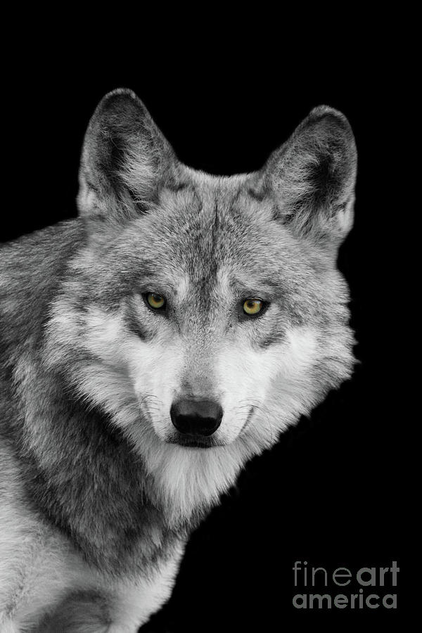 Mexican Wolf #3 Black And White T O C by Judy Whitton Mexican Wolf #3 Black And White T O C by Judy Whitton