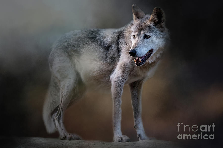 Mexican Wolf Photograph by Ed Taylor