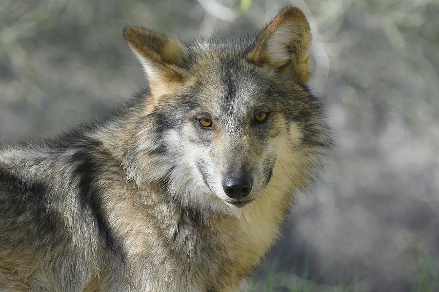Mexican Wolf Photograph by Fraida Gutovich