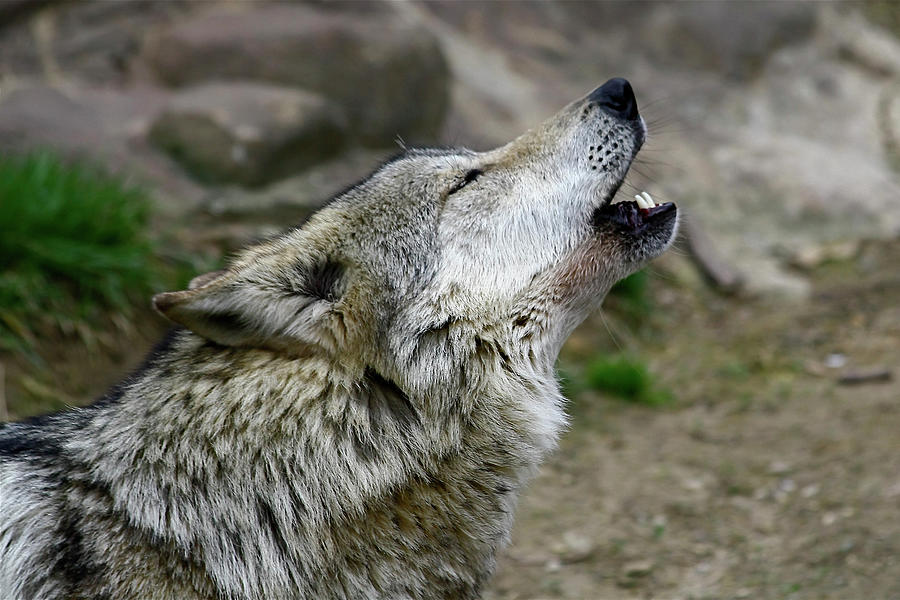 Mexican Wolf Photograph by Galloimages Online | Fine Art America