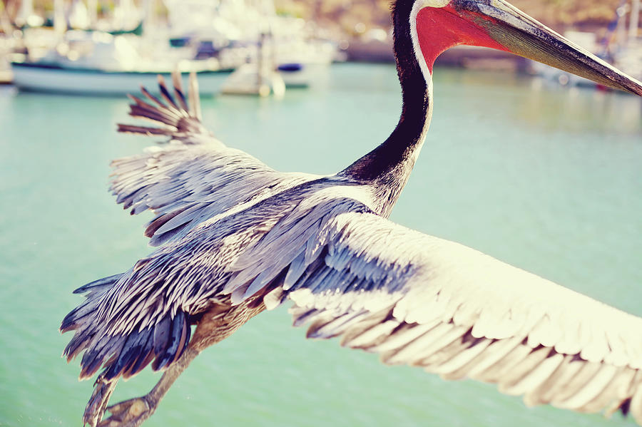Pelican On Water Fleece Blanket by Bob Van Den Berg Photography