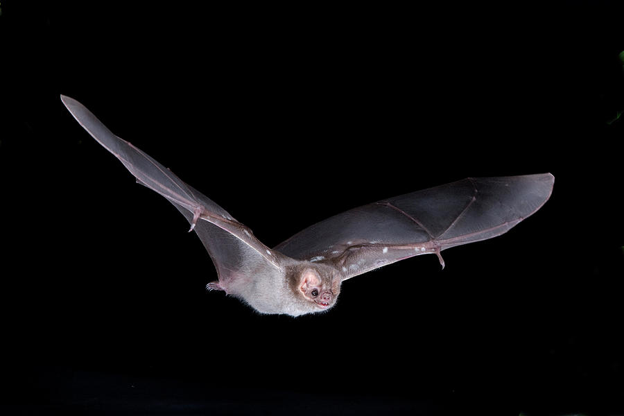 Mexico, Hairy-legged Vampire Bat Photograph by Barry Mansell