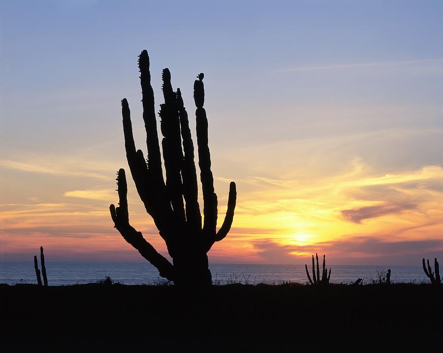 Mexico, Landscape With Cacti Digital Art by Gunter Grafenhain