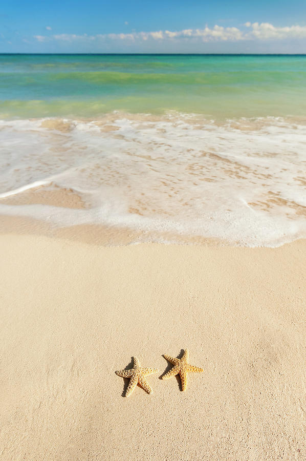 Mexico, Yucatan, Two Starfish On Beach Photograph by Tetra Images