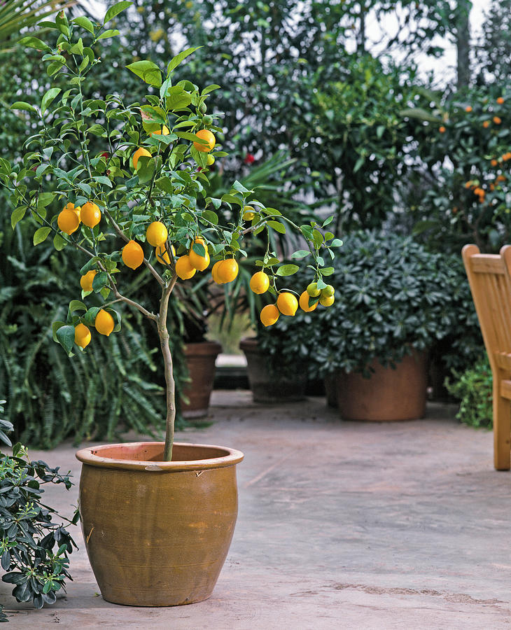 meyer Citrus Limon Photograph by Friedrich Strauss