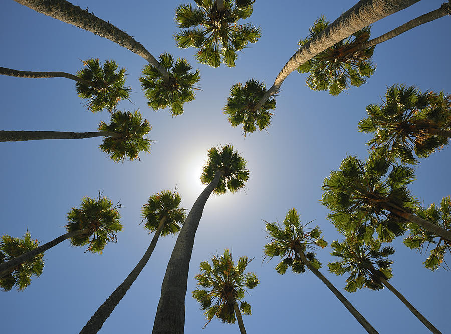 Miami, Palm Tree Xxxl Photograph by 4fr