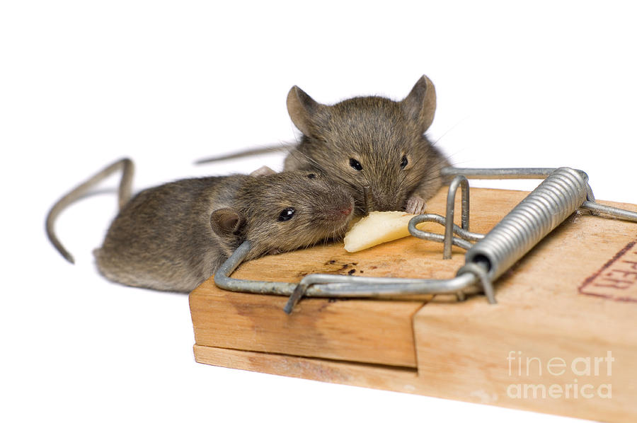 https://images.fineartamerica.com/images/artworkimages/mediumlarge/2/mice-caught-in-a-trap-daniel-sambrausscience-photo-library.jpg