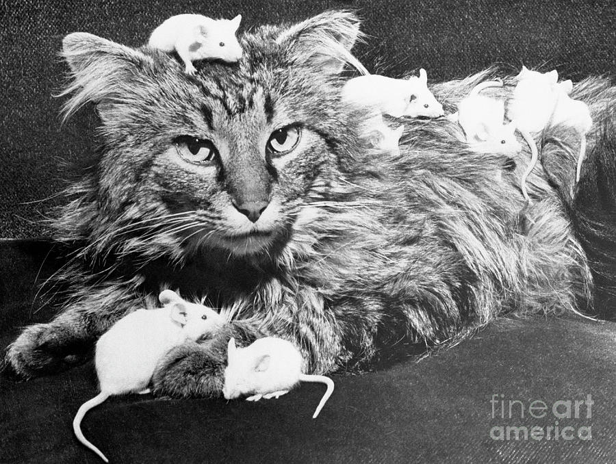 Mice Playing On A Cat Photograph by Bettmann