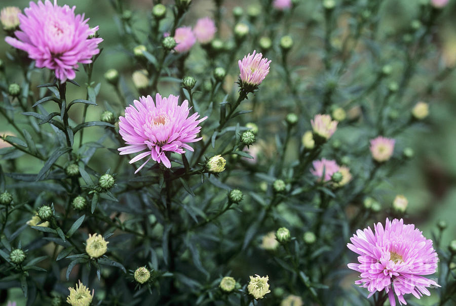 Michaelmas Daisy (aster Novi-belgii) by Maxine Adcock/science Photo Library